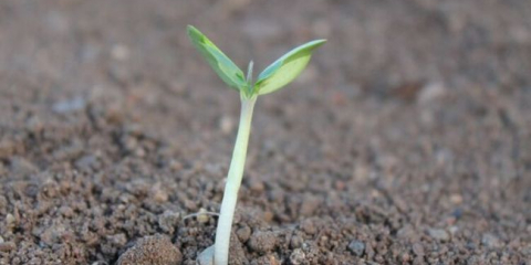 Kdy rostliny okurky na sazenice v roce 2022 na lunárním kalendáři